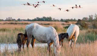 Un safari nature en Camargue