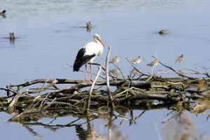 Réserve ornithologique du Teich