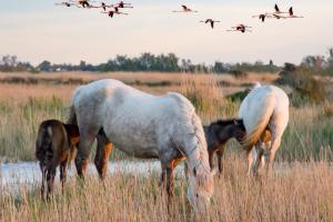 horses of the camargue, south of france