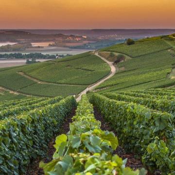 vineyard in France